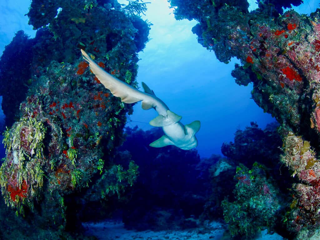Andros shark