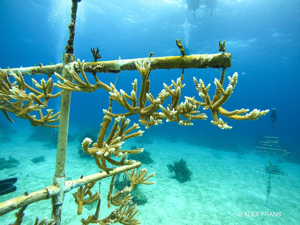 coral nursery growth Andros Bahamas