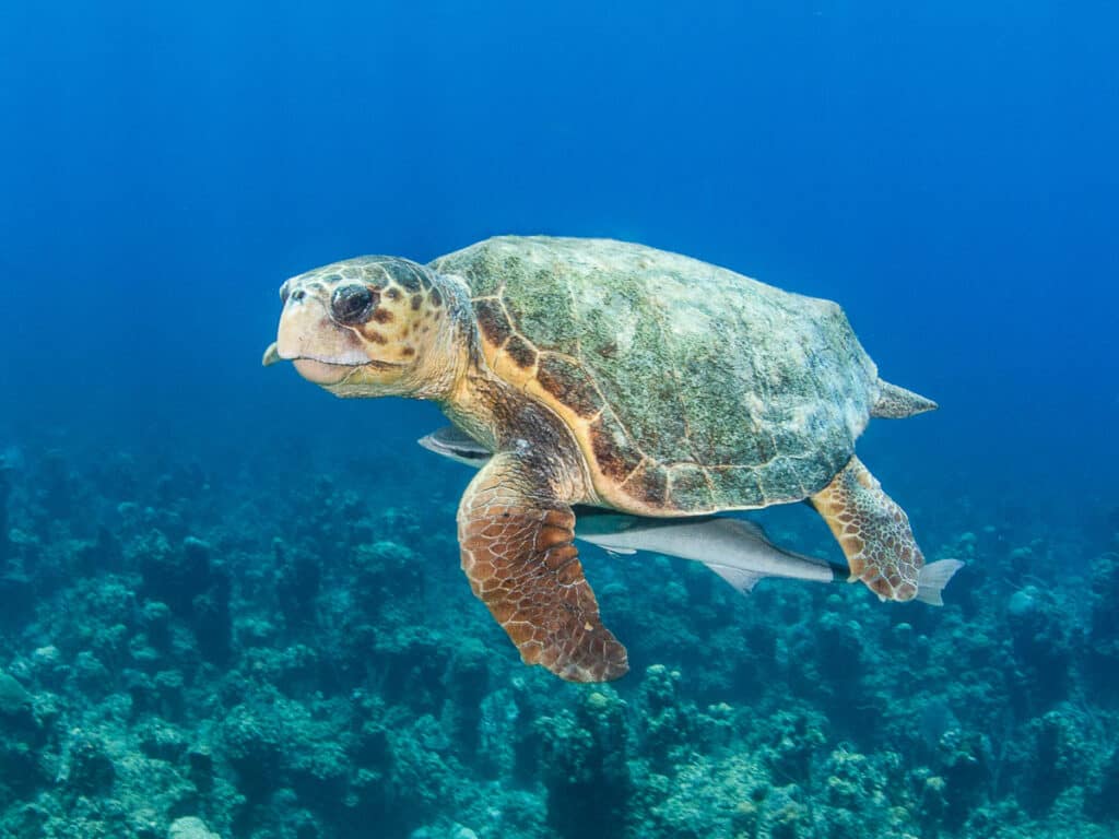 sea-turtle