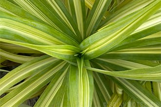 Bahamian plant entrepreneurship