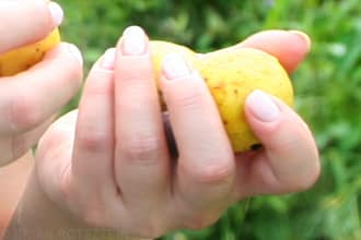 sustainable-agriculture