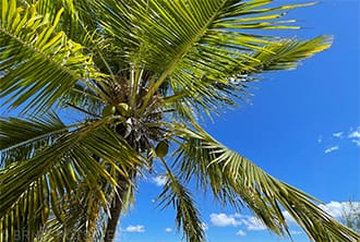 tree business ethics