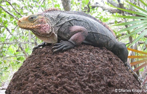 andros-iguana Andros Rock Iguana