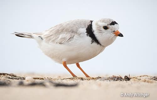 piping-plover Piping plover