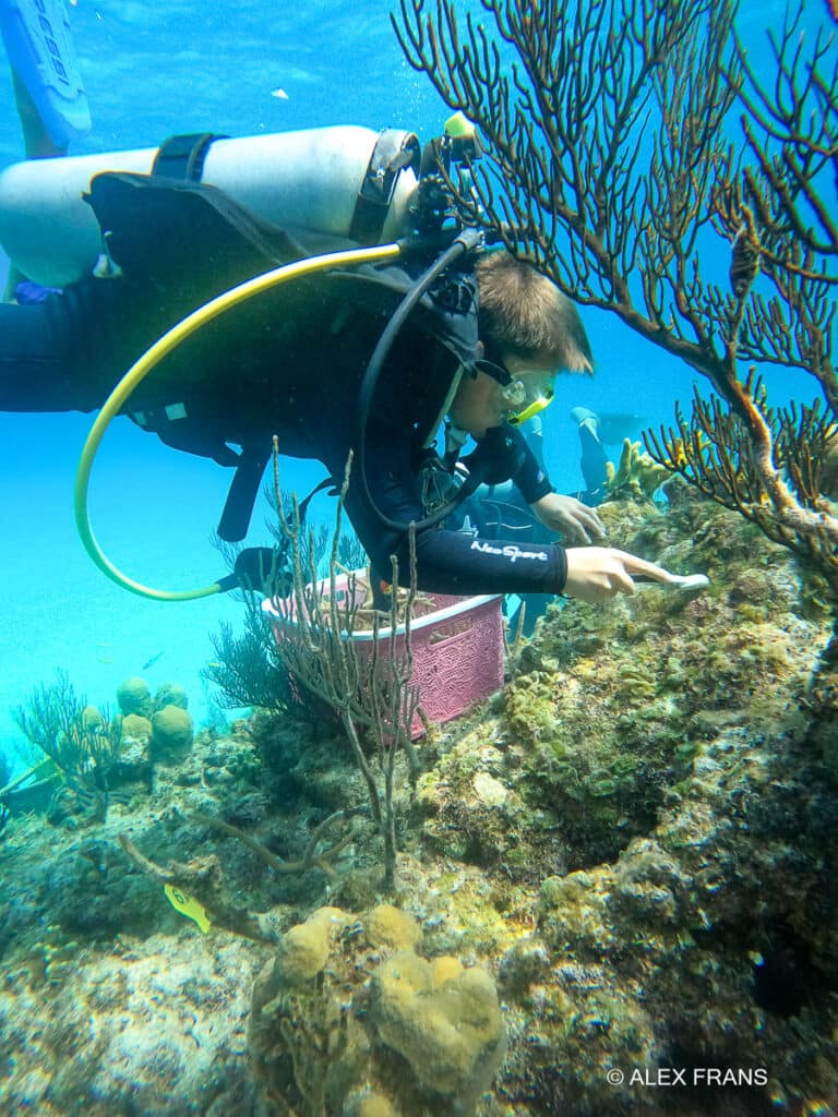 coral maintenance coral maintenance Andros Bahamas