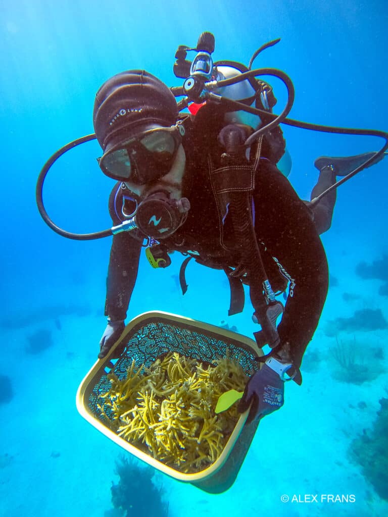 coral outplanting coral outplanting Andros Bahamas